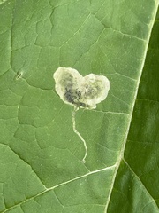 Amauromyza pleuralis