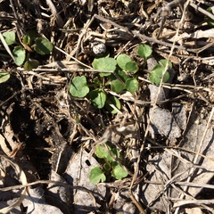 Viola arvensis
