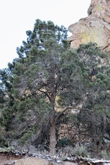 Pinus cembroides