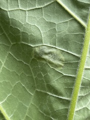 Amauromyza pleuralis