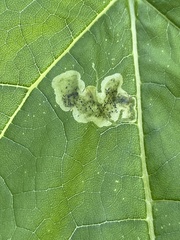 Amauromyza pleuralis