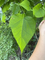 Amauromyza pleuralis