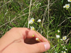 Erigeron allisonii