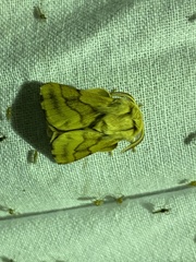 Malacosoma castrense