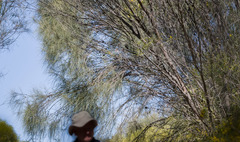 Allocasuarina huegeliana