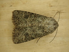 Anarta hamata