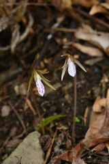Nervilia taiwaniana