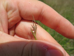 Scleria ciliata