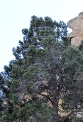 Pinus cembroides