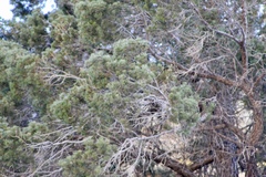 Pinus cembroides