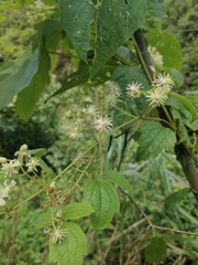 Clematis apiifolia