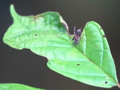 Ropalidia erythrospila