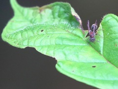 Ropalidia erythrospila