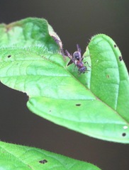 Ropalidia erythrospila