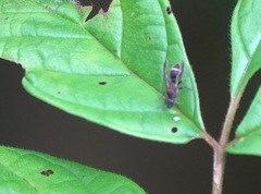 Ropalidia erythrospila