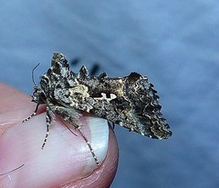 Syngrapha alias