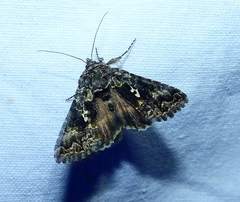Syngrapha alias