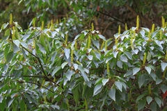 Triadica cochinchinensis