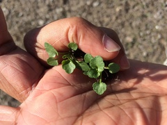 Viola arvensis