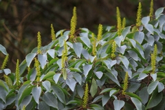 Triadica cochinchinensis