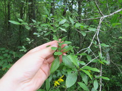 Forestiera ligustrina