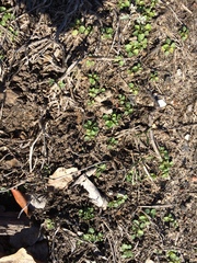 Viola arvensis