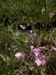 Convolvulus arvensis