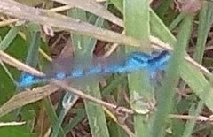 Enallagma cyathigerum