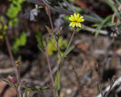 Goodenia trinervis