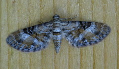 Eupithecia anticaria