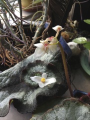 Begonia rex-cultorum