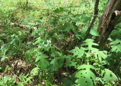 Polymnia canadensis radiata