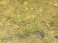 Gratiola quartermaniae