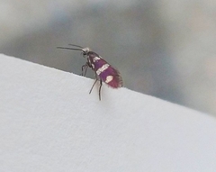 Micropterix aureatella