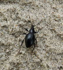 Otiorhynchus atroapterus