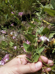 Convolvulus arvensis
