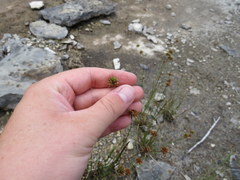 Juncus filipendulus