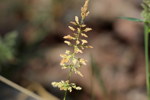 photo of Water Beard Grass (Polypogon viridis)