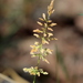 photo of Water Beard Grass (Polypogon viridis)