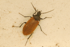 Pseudocistela ceramboides