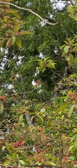Danaus plexippus