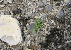 Phemeranthus calcaricus