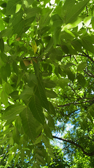 Juglans nigra