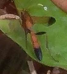 Ctenochares bicolorus