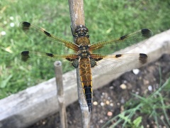 Libellula quadrimaculata