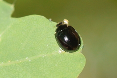 Oenopia impustulata