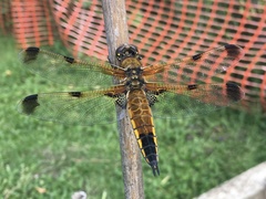 Libellula quadrimaculata