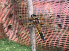 Libellula quadrimaculata