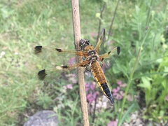 Libellula quadrimaculata