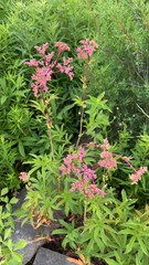 Filipendula rubra